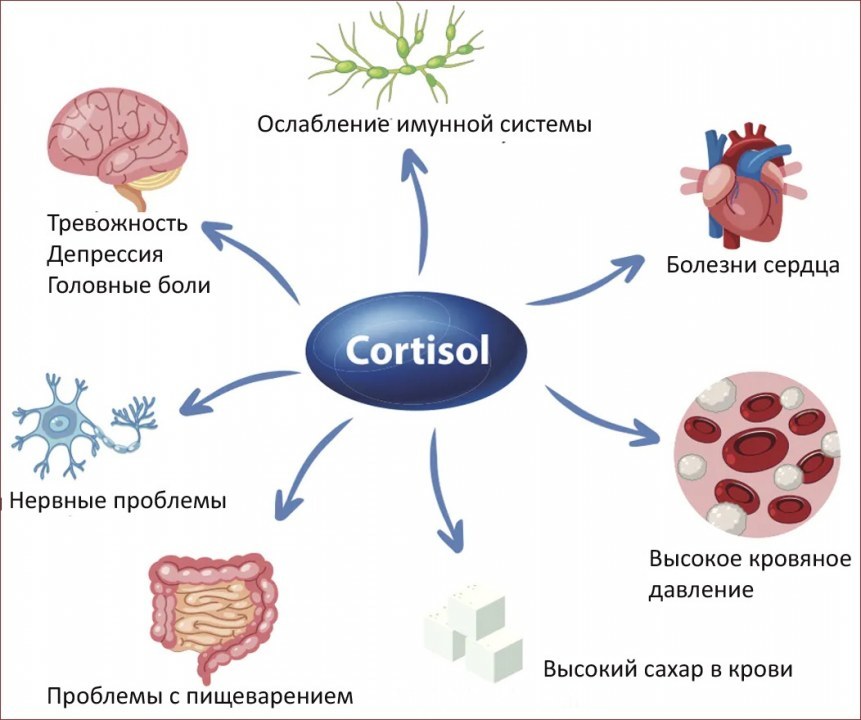 Влияние высокого уровня кортизола на организм