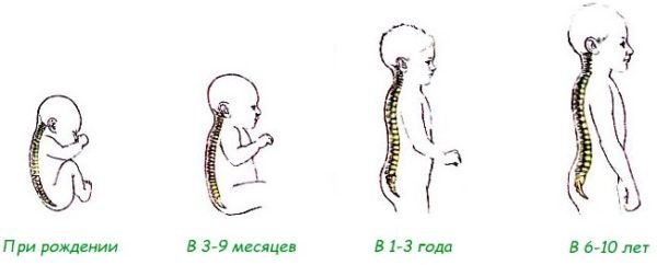Наиболее активно формирование физиологических изгибов позвоночника идет в первые 6-7 лет жизни ребенка