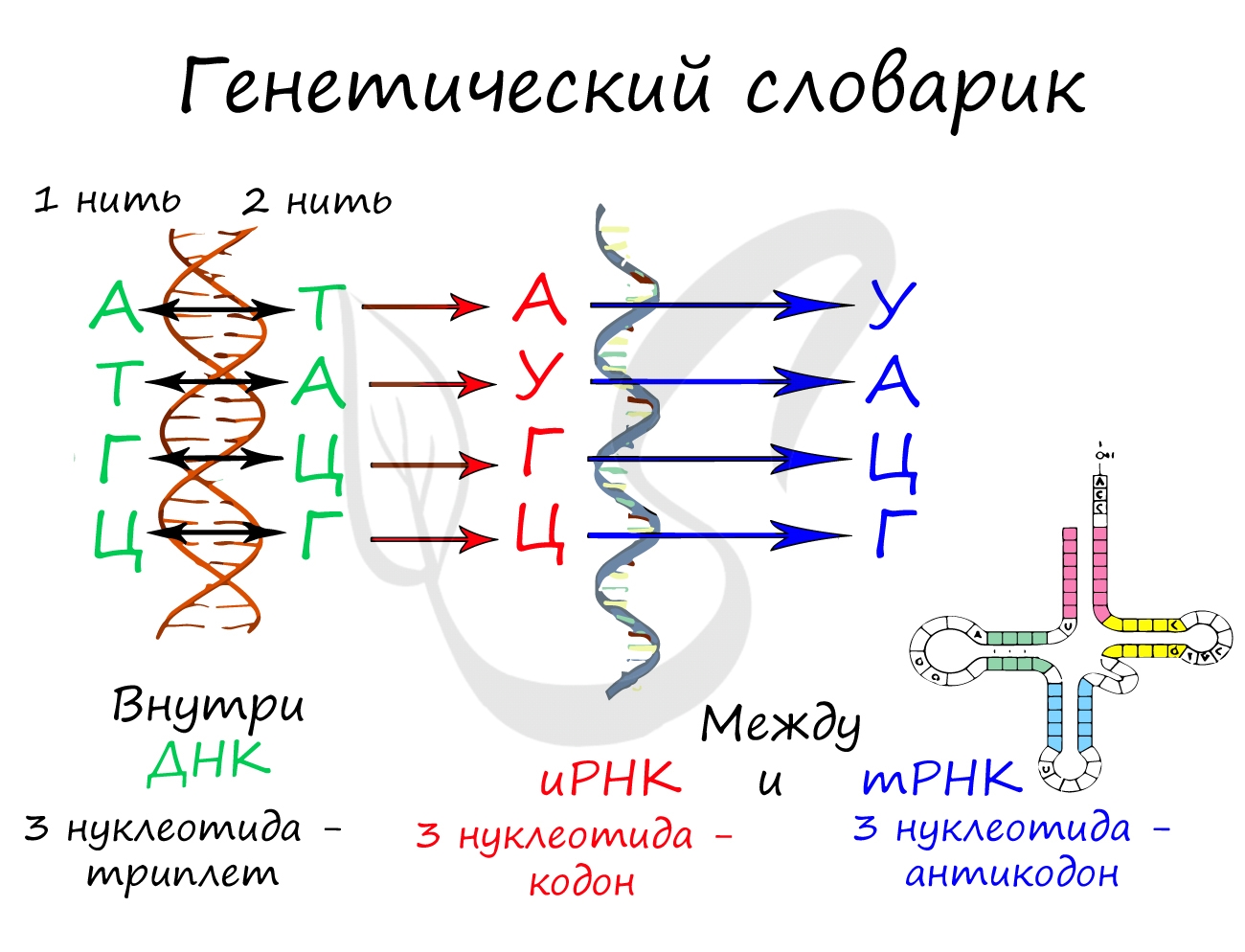 Перевод РНК в ДНК