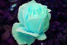 Фото бирюзовой розы после изменения тональности цвета
